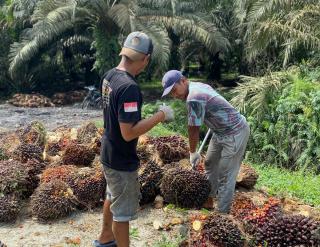 Pasca-Lebaran, Harga Sawit di Sulbar Kembali Melesat