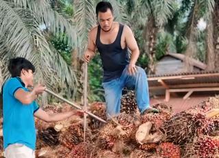 Pasca Lebaran Harga TBS Kelapa Sawit Bukannya Naik Malah Turun, Ini Penyebabnya!