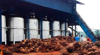 Pasca Lebaran, PKS di Mukomuko Kompak Turunkan Harga Beli TBS Kelapa Sawit