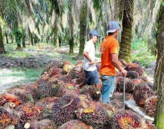 Produksi Sawit di Bengkulu Selatan Jauh Dari Harapan