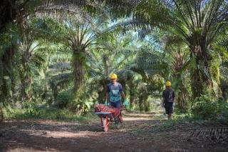 Sempat Ditolak Masyarakat, PT GMM Terus Bangun Kebun Plasma