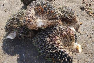 TBS Kelapa Sawit Mentah Bisa Turunkan Harga Beli