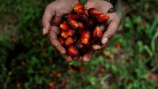 Harga Kontrak CPO di Bursa Malaysia Ambles Lima Hari Beruntun, Ini Penyebabnya