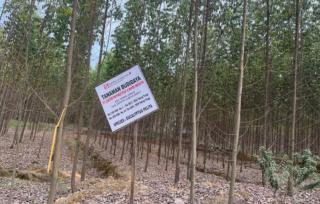 Dianggap Rugikan Negara, Aktivis Pertanyakan Alih Fungsi HGB PT Lontar Papyrus