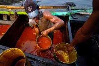 Eksportir Minyak Sawit Seharusnya Untung Banyak dari Pelemahan Rupiah, tapi Nyatanya ...