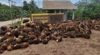 Harga Penetapan Disbun Kalteng Periode Pertama April Masih Moncer