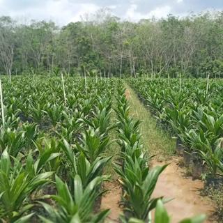 Pemkab Mukomuko Siapkan Lahan 10 Hektar untuk Pembibitan Kelapa Sawit