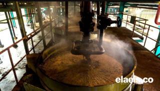 Penurunan Harga CPO Global Picu Penurunan Harga TBS Kelapa Sawit di Mukomuko