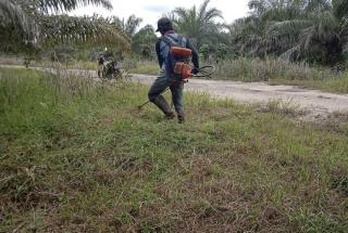 Biaya Tebas Kebun Sawit di Bengkulu Capai Rp 1 Juta Per Hektar