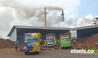 Harga TBS Kelapa Sawit di Mukomuko Kembali Turun