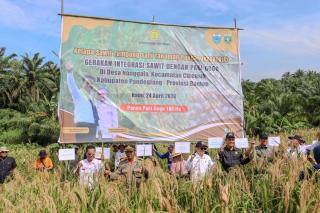 Berkat Kesatria, Petani Peserta PSR di Pandeglang Panen Ganda Kelapa Sawit dan Padi Gogo