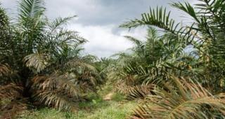 Labura Targetkan 1.000 Hektar Sawit Rakyat Ikut PSR Tahun ini