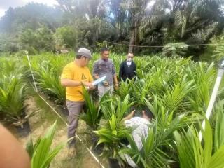 Dua Penyedia Benih Sawit di Sulbar Disertifikasi