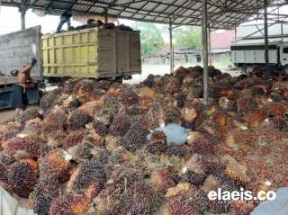 Kembali Merosot, Harga Sawit di Sumut Pekan Ini Rp2.862,41/Kg
