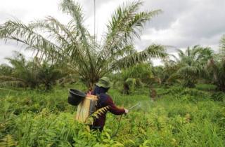 Pemkab Mukomuko Alokasikan Rp 362,8 Juta DBH Sawit untuk Program BPJS Ketenagakerjaan