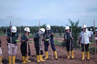 Petani Harap Padi Gogo Jadi Sumber Penghasilan Saat Peremajaan Sawit