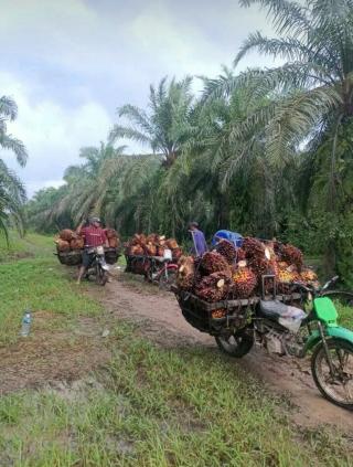 Faktor Ini yang Bikin OJK Dukung Sawit Sumatera Utara