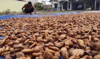 Harga Biji Kakao Kering Melonjak, Kontras dengan Harga Kelapa Sawit di Bengkulu