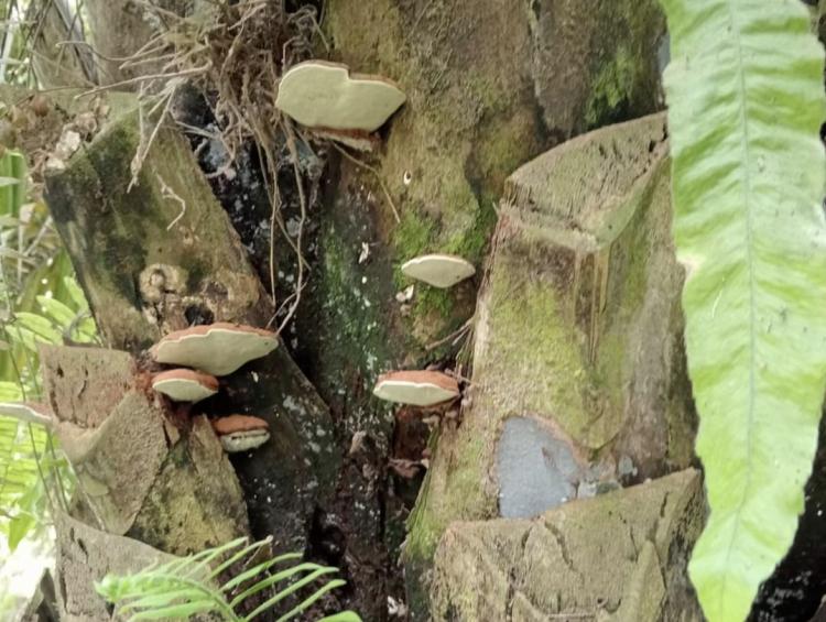 Pemerintah Imbau Petani Waspada Terhadap Penyakit pada Tanaman Sawit