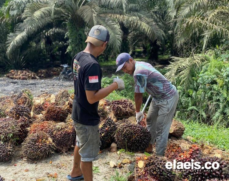 Bah! Harga Sawit di Sumut Juga Turun Pekan Ini 