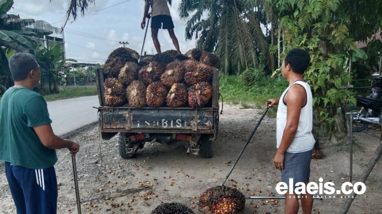 Periode 3-9 Mei 2024, Harga Sawit di Jambi Tiarap