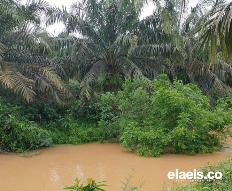 PTPN IV Tanam Sawit di Sempadan Sungai, DLH Muaro Jambi Bakal Lakukan Ini 