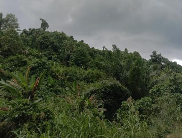 Cegah Kegagalan, Apkasindo Papua Dampingi Pengusulan PSR di Keerom