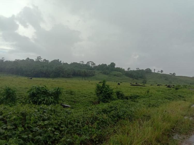 Dana Peremajaan Cair Rp 18 Milyar, Kebun Sawit di Empat Desa Malah Jadi Belukar