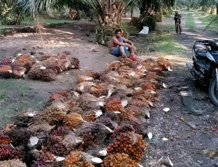 Pemerintah Dituding Hanya Sibuk Memungut Pajak dari Petani Kelapa Sawit