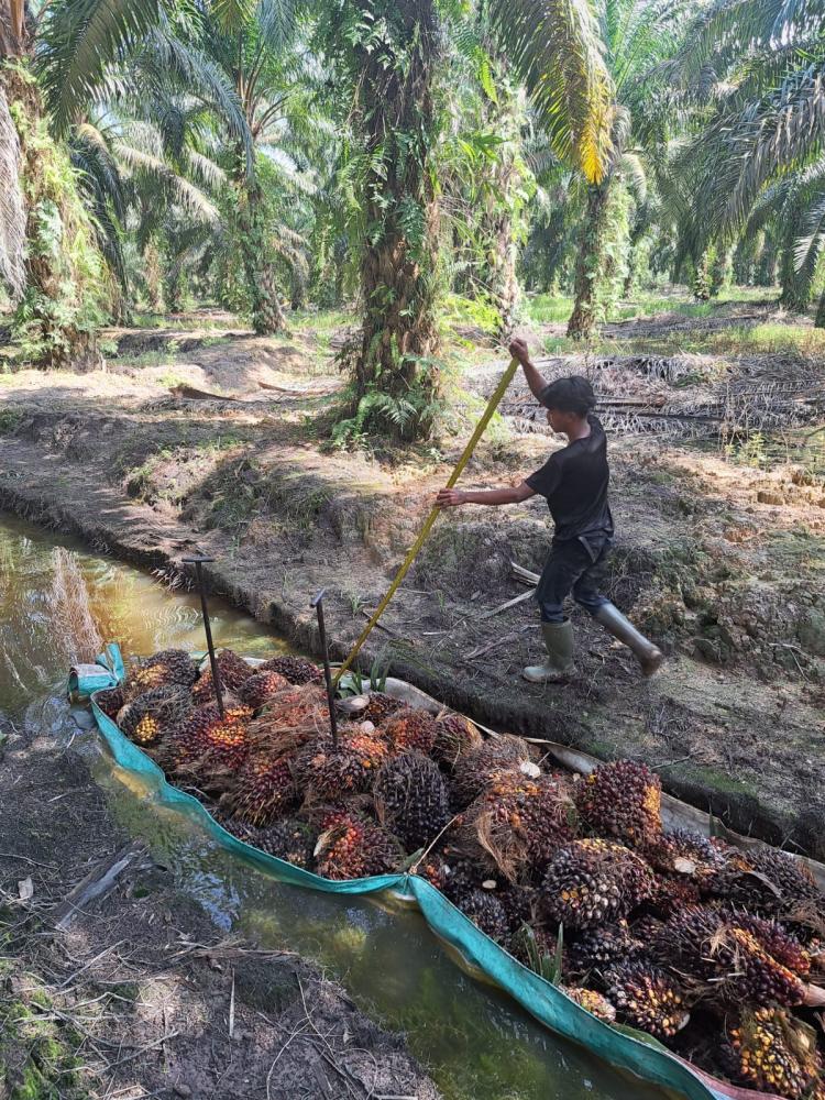 Di Provinsi Ini Baru 19 Perusahaan Sawit yang Menerapkan ISPO