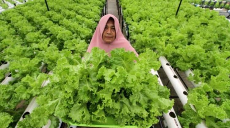 Kebun Sawit Bisa Ditanami Sayuran Hidroponik