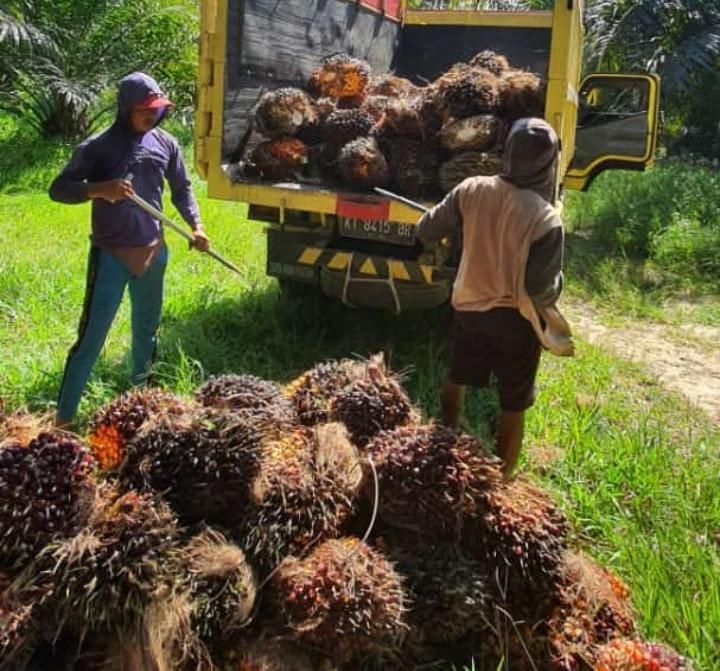 Makin Terpuruk, Harga Sawit Kalbar Turun Jadi Rp. 2.622,60/kg