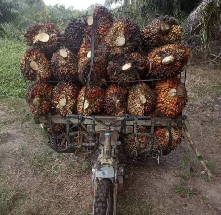 Pendapatan Bersih Petani Sawit Hanya Rp 1.500 per Kilogram