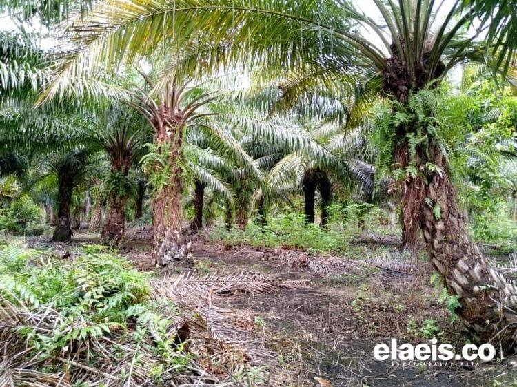 Jual Kebun Kelapa Sawit Lebih Menjanjikan Dibandingkan Replanting