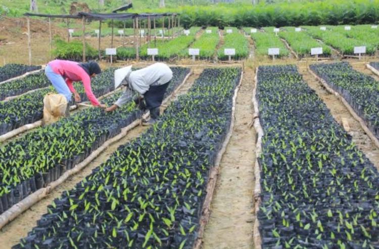 Petani Sawit Mukomuko Minta Bantuan Benih Unggul