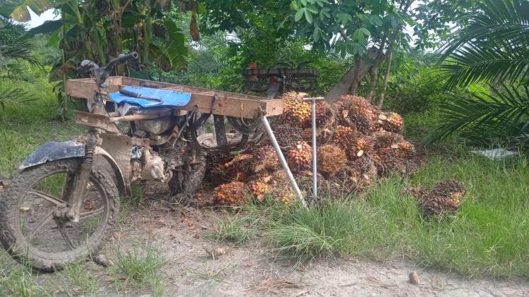 Paling Tinggi Harga TBS Swadaya di Kabupaten Nagan Raya Cuma Segini