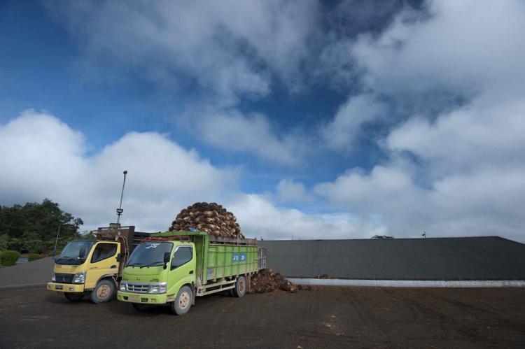 Naik Tipis Harga TBS Mitra Plasma Jambi Periode 17-23 Mei 2024