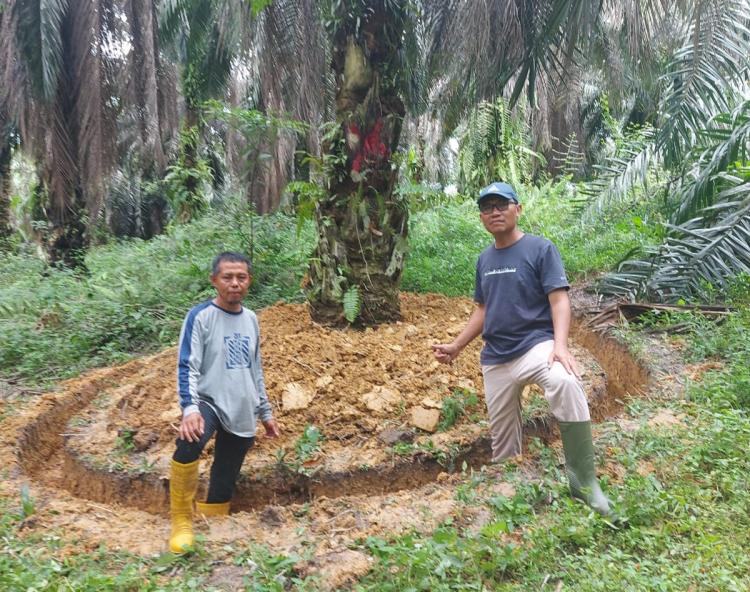 Belum Ada Penelitian Ilmiah, Tapi Tahapan Ini Berhasil Pulihkan Sawit Dari Ganoderma