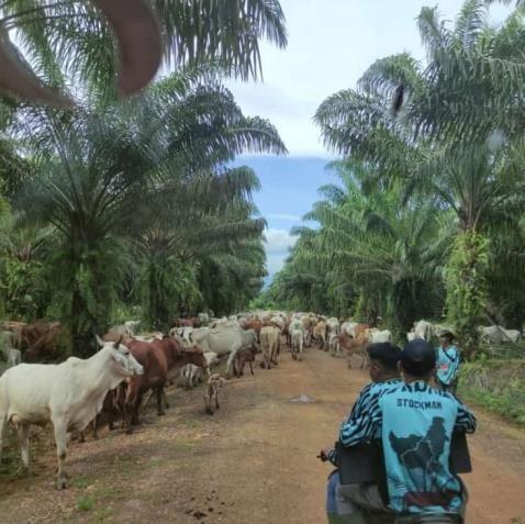 Melalui Program SISKA, Petani Sawit Bisa Dua Kali Bergelar Pahlawan Devisa