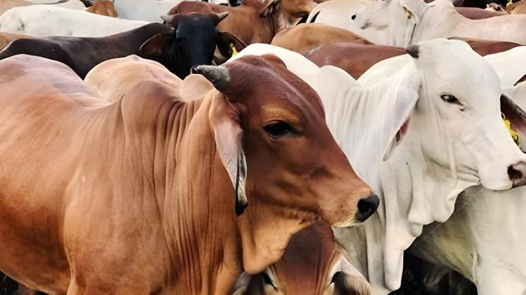 Petani Sawit Ikut Andil Kurangi Impor Sapi