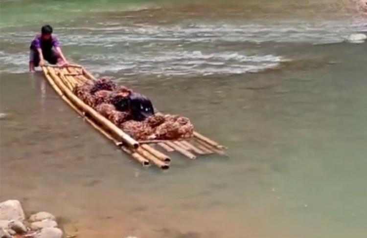 Tak Ada Akses Jembatan, Petani di Bengkulu Sulit Bawa TBS Kelapa Sawit Keluar Kebun