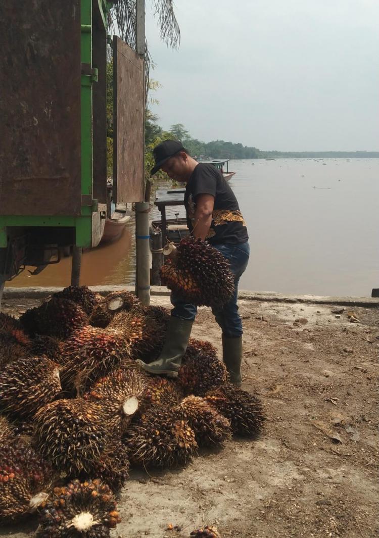 Cuma Rp 1.900/Kg, Petani di Batu Hampar Keluhkan Harga Sawit