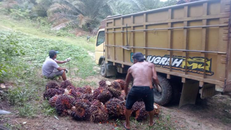 Naik Lagi, Segini Harga TBS Jambi Periode 31 Mei - 6 Juni 2024 