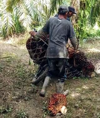 Di Wilayah Barat Aceh, Masih di Atas Rp 2.650 Harga TBS Mitra Plasma untuk Periode 25 April - 8 Mei 2024