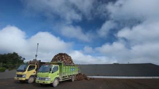 Harga CPO Turun, Begini Nasib Pendapatan DSNG pada Kuartal I 2024