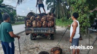 Periode 3-9 Mei 2024, Harga Sawit di Jambi Tiarap