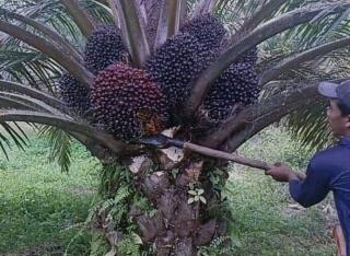 Petani Sawit Diminta Manfaatkan Dana Sarpras, Ini Cara Mengajukannya!