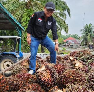 Anjlok Lagi, Harga Sawit di Sumbar Hanya Rp2.876,40/Kg
