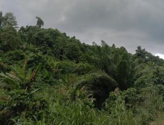 Cegah Kegagalan, Apkasindo Papua Dampingi Pengusulan PSR di Keerom