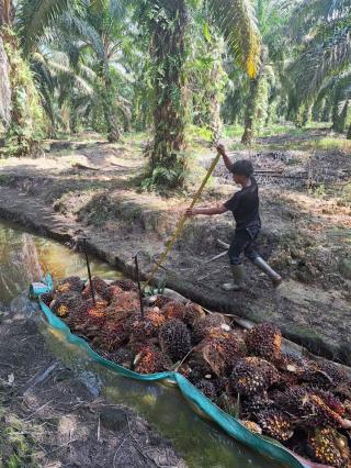 Di Provinsi Ini Baru 19 Perusahaan Sawit yang Menerapkan ISPO